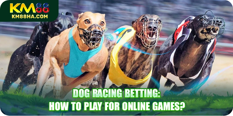 Dog Racing Betting KM88 - How To Play For Online Games?