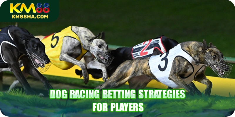 Dog racing betting strategies for players Dog racing betting strategies for players