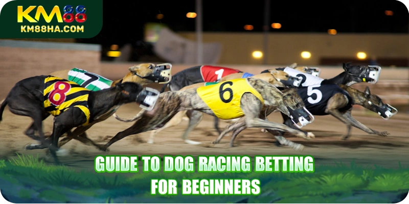 Guide to dog racing for beginners Guide to dog racing for beginners