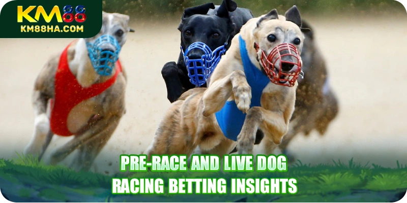Pre-race and live dog racing betting insights Pre-race and live dog racing betting insights